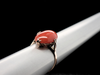 Elongated Oval Red Coral Solitaire Ring in 14K Yellow Gold