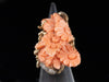 14K Gold Vintage Coral Ring - Long Floral Carving and Delicate Diamond Accents